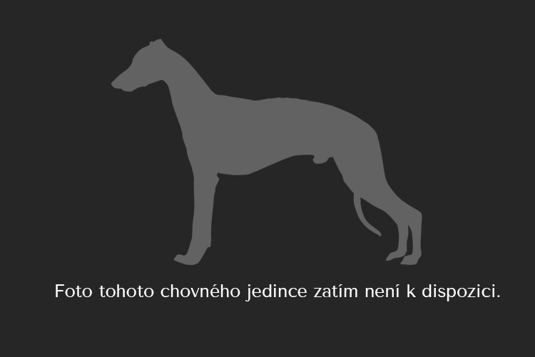 Greyhound Lucky Boy Riuna