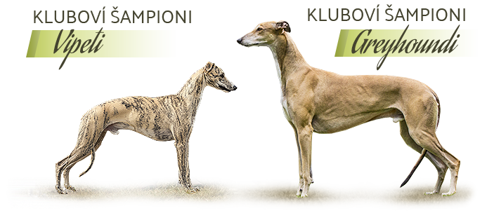 Klubový šampioni KCHCHADP plemene vipet a greyhound