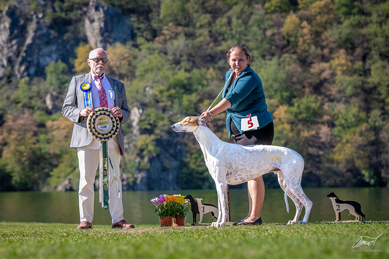 Klub chovatelů chrtů anglických dostihových plemen - Greyhound a vipet - Krása a výkon